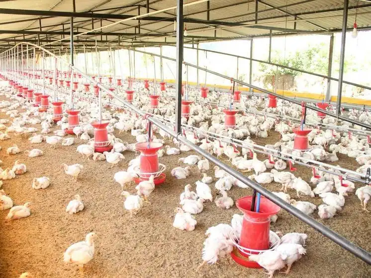 Poultry Farm Loan Yojana 2025: मुर्गी फार्म शुरू करने के लिए ₹9 लाख तक का लोन और 33% सब्सिडी, जानें कैसे करें आवेदन